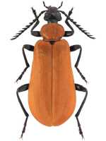 Pyrochroidae