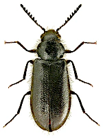 Rhadalidae