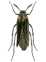 Ripiphoridae
