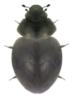 Sphaeriusidae