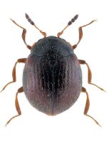 Sphindidae