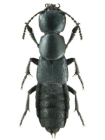 Staphylinidae