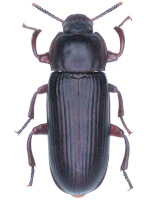 Tenebrionidae