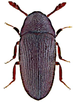 Throscidae