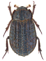 Trogidae