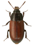 Agyrtes castaneus