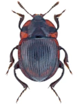 Necrophilus subterraneus