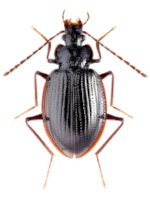 Pteroloma forsstromii