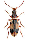 Notoxus monoceros
