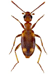 Stricticomus tobias