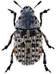 Anthribus nebulosus