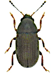 Choragus sheppardi