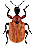 Apoderus coryli