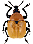Attelabus nitens