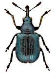 Neocoenorrhinus interpunctatus