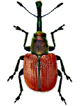 Tatianaerhynchites aequatus