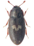 Biphyllus lunatus