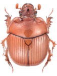 Bolbelasmus unicornis