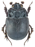 Odonteus armiger