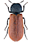 Bostrichus capucinus