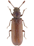 Lyctus linearis