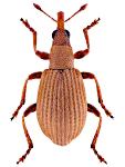 Apion haematodes