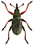 Exapion elongatulum
