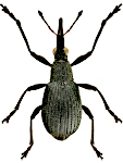Oxystoma ochropus