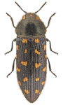 Acmaeodera octodecimguttata