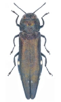 Agrilus biguttatus