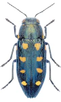 Buprestis octoguttata