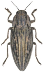 Chalcophora mariana