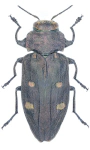 Chrysobothris affinis