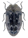 Trachys minutus