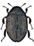 Byrrhus pilula