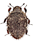 Curimopsis austriaca