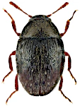 Simplocaria semistriata