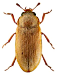 Byturus ochraceus