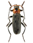 Cantharis fusca