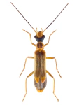 Malthinus flaveolus