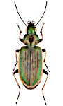 Agonum marginatum