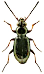 Bembidion lampros