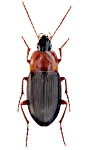Calathus melanocephalus