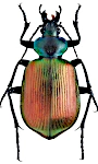 Calosoma sycophanta