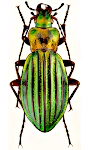 Carabus auronitens