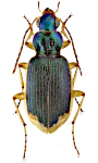 Chlaenius vestitus