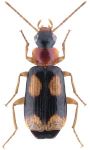 Dromius quadrimaculatus