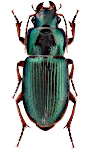 Harpalus affinis