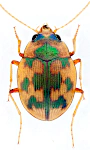 Omophron limbatum