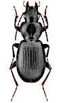 Pterostichus rufitarsis